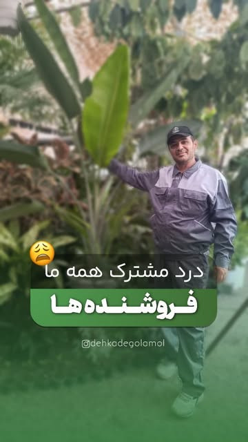گیاه لاکچری و خاص نخل مسافر