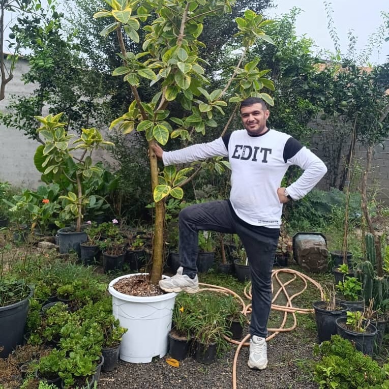 فیکوس التیسما سایز بزرگ