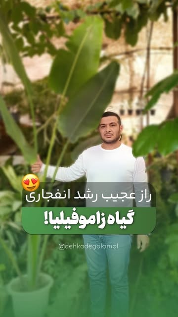 نخل مسافر 3 متری