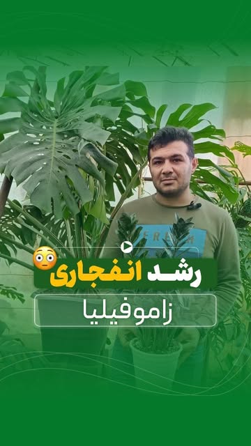 مانسترا دلیسوزا خاص و لاکچری