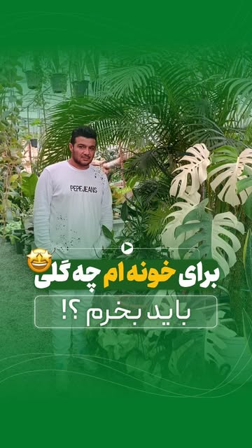 مانسترا کوئین ابلق