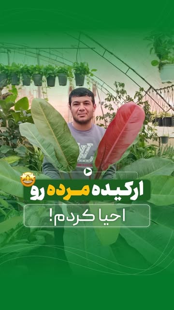 فیلندرون پرتقالی 2 متری