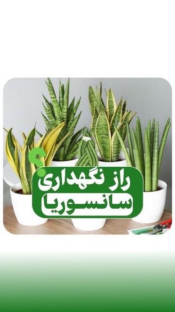 سانسوریا شمشیری ابلق