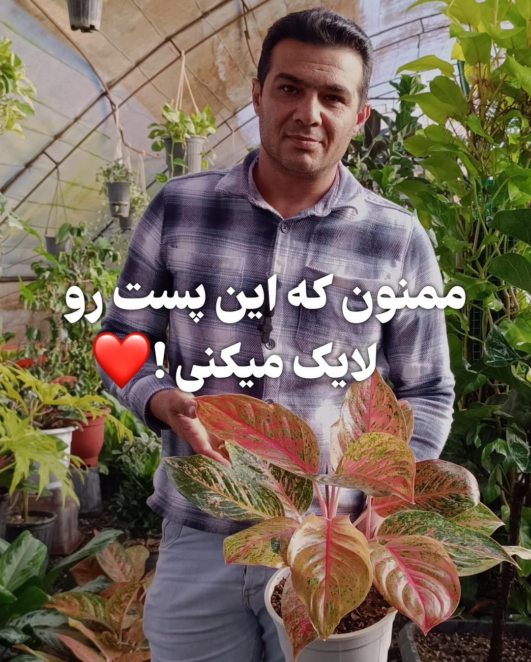 اگلونما پینک سایز بزرگ