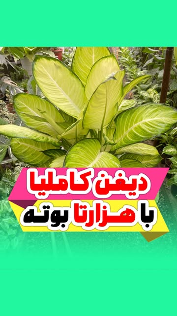 دیفن کاملیا سایز بزرگ